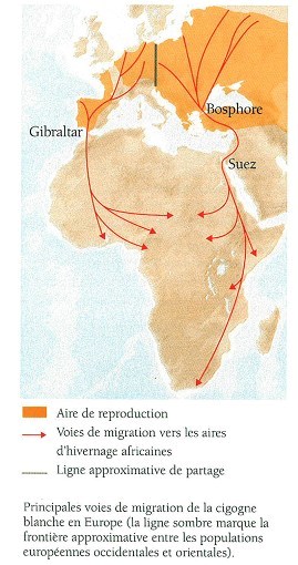 Deux voies de migration de la cigogne blanche. Source : La France à tire d'ailes. P.J. Dubois et E. Rousseau, Delachaux et Niestlé ed.